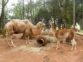 /album/galeria-de-fotos-safaris-farm/sam-9432-jpg1/