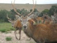 /album/galeria-de-fotos-safaris-farm/sam-9477-jpg1/
